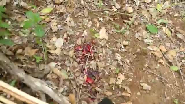 Hadzabe hunter-gatherer hunted the Bush Pig - Episode 4_Cut.mp4