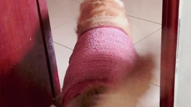 Nosy gas tank tank Douyin little assistant silly dog's daily golden retriever fight bichon