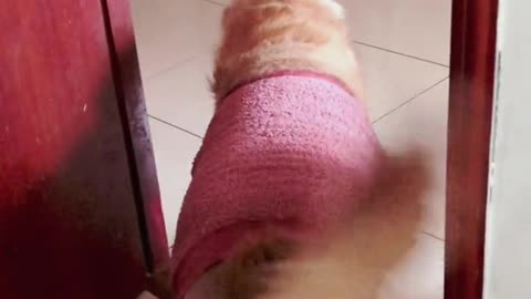 Nosy gas tank tank Douyin little assistant silly dog's daily golden retriever fight bichon