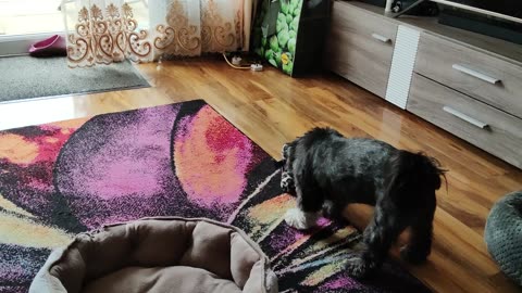 My dog having a fun
