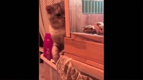 cat funny video