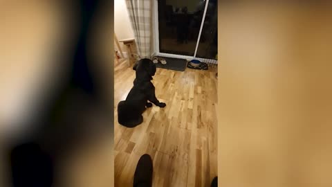Cane Corso Puppy Training! The MOST Important Thing ALL OWNERS Should Do With Their Dogs!