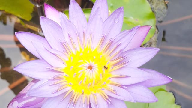 Beautiful flowers