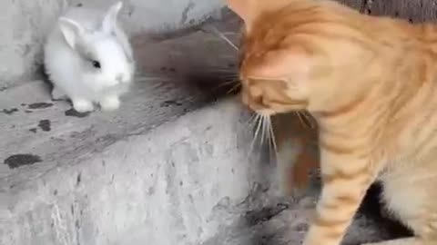 Video lucu kucing Oren...