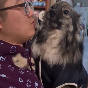 Funny puppy gags when being kissed