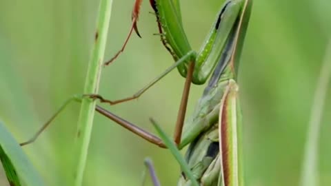 a large praying mantis