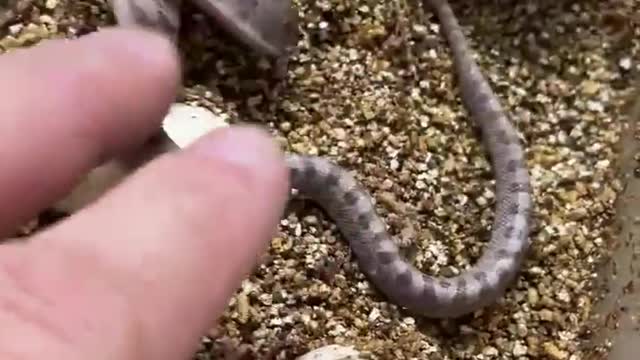 Baby snakes attack their handler