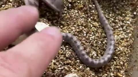 Baby snakes attack their handler