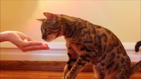 How To Teach Your Cat To Highfive By Using Easy Way!