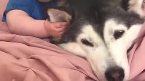 Husky & baby Becoming Best Friend!