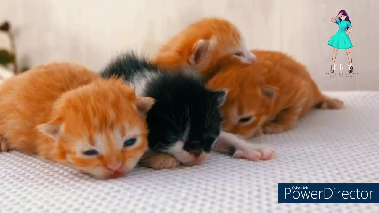 Cute kitty cats 🐈 1 Hour Funny