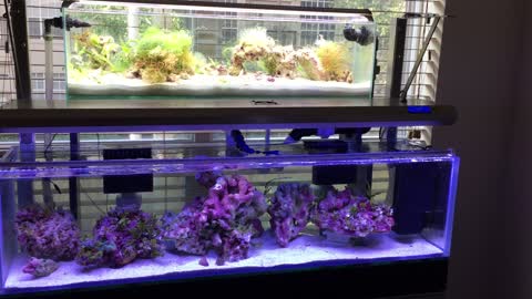 Tunze Wavebox on a Reef Tank