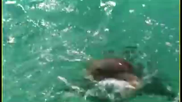 Dog saved by a dolfin