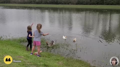 Funny Goose Chasing Babies Compilation - Just Funniest