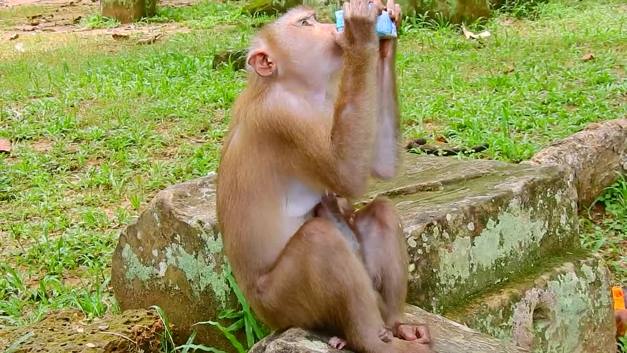 Rainbow trying to cling I funny video of monkey boy to climb viral tranding
