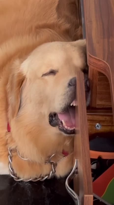 Funny sleeping dogg 💤😂🐕