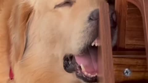 Funny sleeping dogg 💤😂🐕