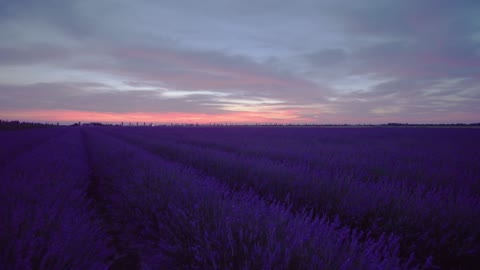 Lavender Flowers, Nature Flowers,