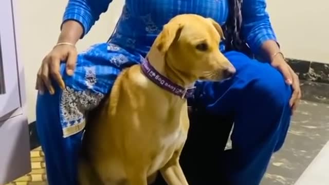 Dog training video
