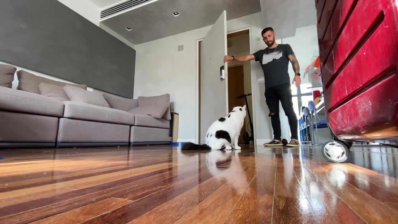 How to easily train your cat
