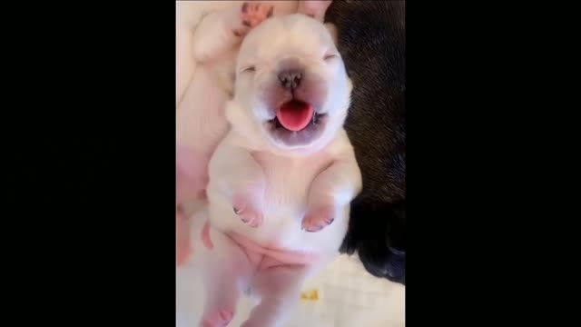 cute dogs doing funny things