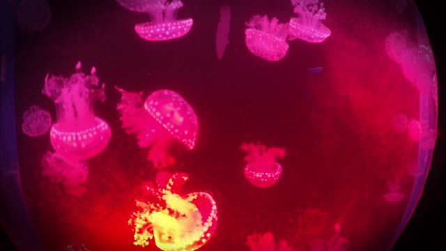 Group of Beautiful pink color jelly fishes