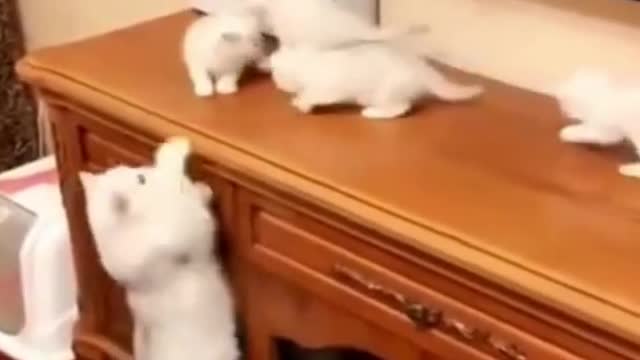 Cute cats Compilation | Funny Pet Videos 😽| Funny Baby Cat Videos 😈| Hilarious Cat Videos