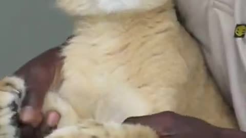 Baby Lion Saying Hii ☺️☺️