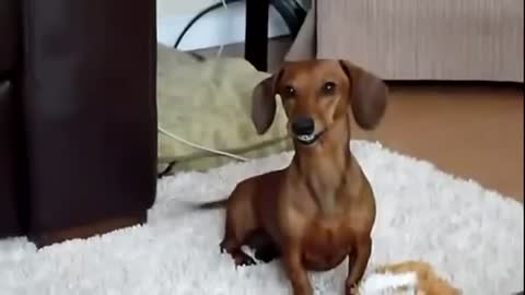 Smiling Dog Dachshund Dog Stops