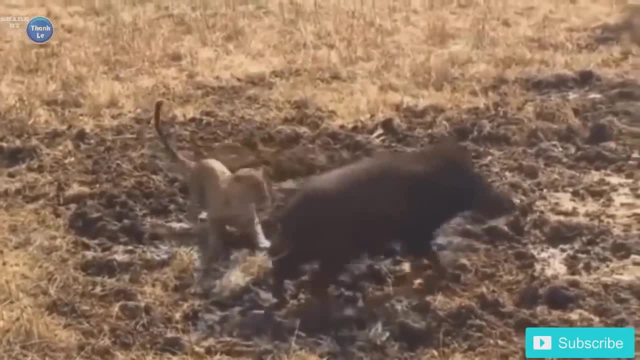 Eagles Vs. Snakes! Monkey Standoff!