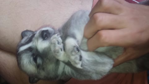 Puppy has cute reaction after being tickled