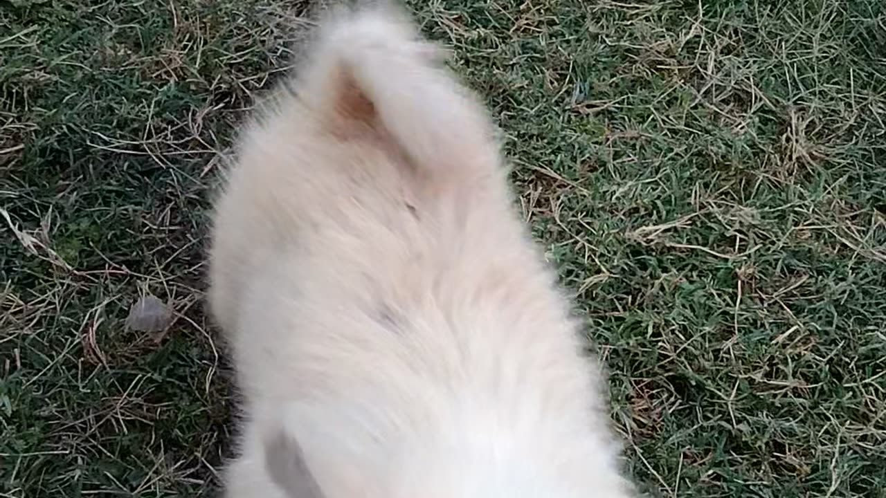 "Puppy WrestleMania: Battle of the Fluffballs"
