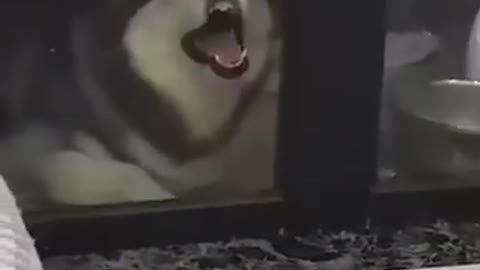 Funny Dogs Video Compilation May 2021