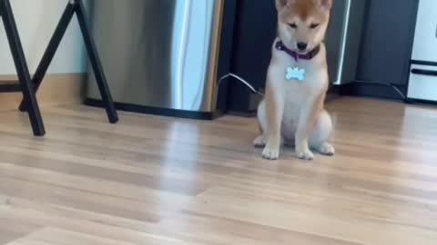 The cutest Dog Dad moment 😍