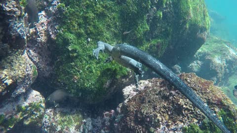 Underwater Dragon!?