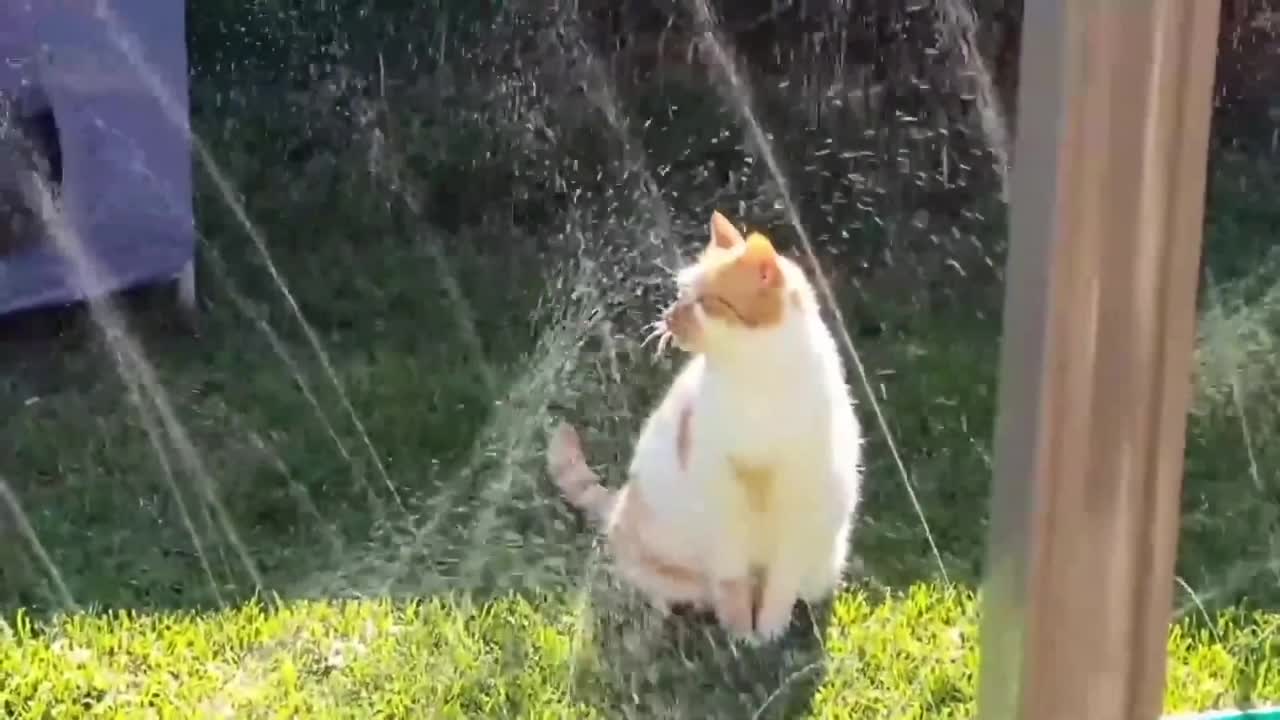Funny Cat Video Compilation