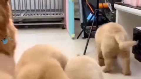 kind mother dog
