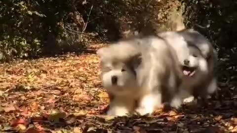 Dogs are the faithful friends of human beings