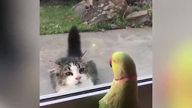 Get a cat they said!