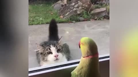 Get a cat they said!