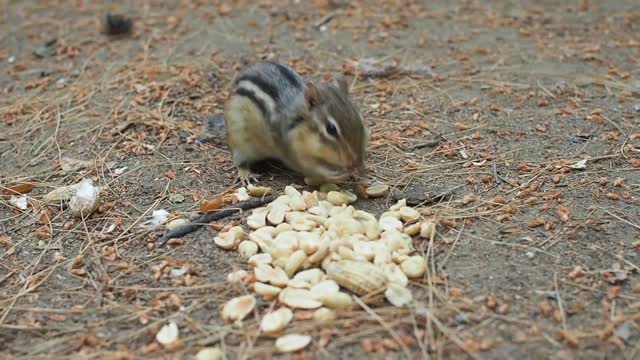 Cute animals Video for smiling and relax