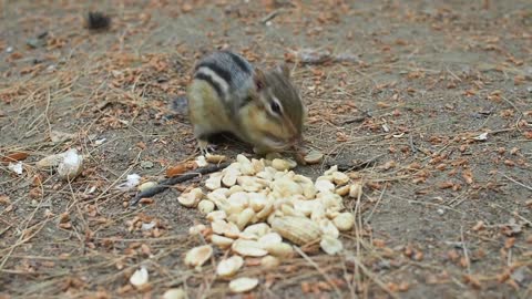 Cute animals Video for smiling and relax
