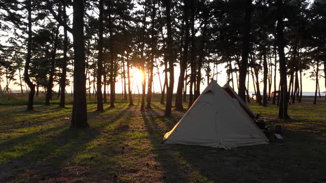 the sunset red through the pine trees 4