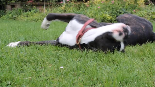 Das Gedächtnis eines Hundes: Erinnern sie sich an ihre Besitzer?