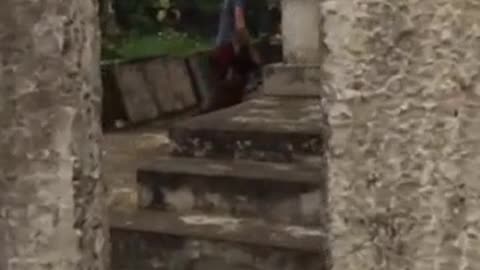 Dog shoot thieves