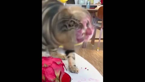 Watch dog and cat funny videos