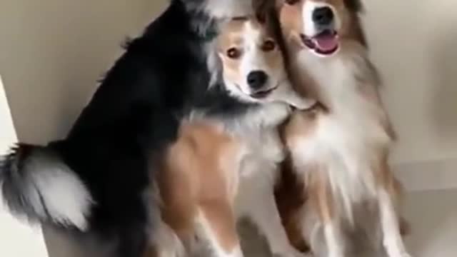Dog try to take pictures with her family