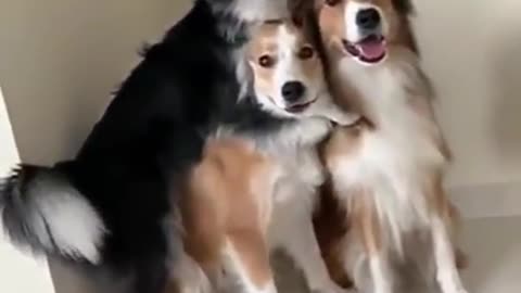 Dog try to take pictures with her family
