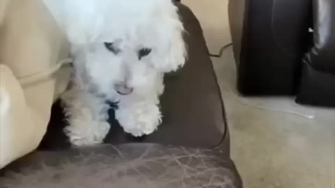 Funny dog video #dog #funny #pet #animal