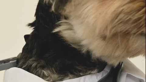 A Funny Dog Doctor